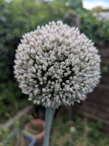 Delft Perpetual Leek