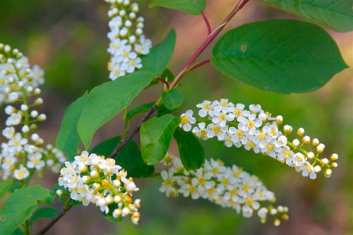 Chokecherry