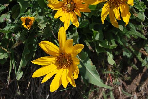 Narrow-leaf Mule Ears