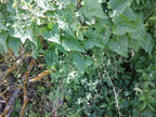 Caucasian spinach