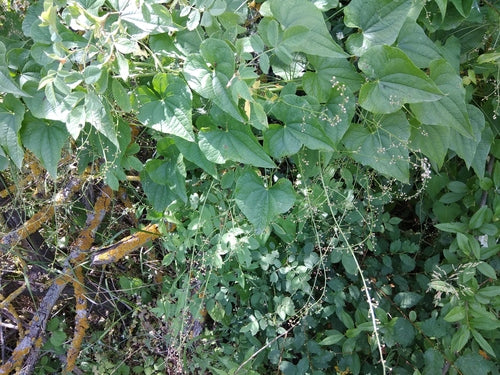 Caucasian spinach