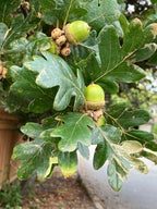 Oregon White Oak