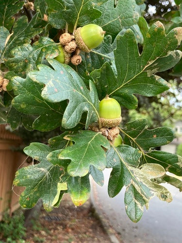Oregon White Oak