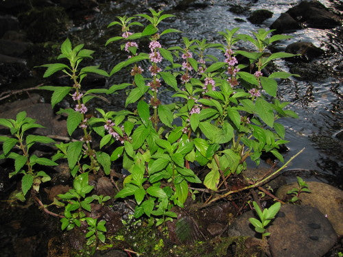 Wild Mint