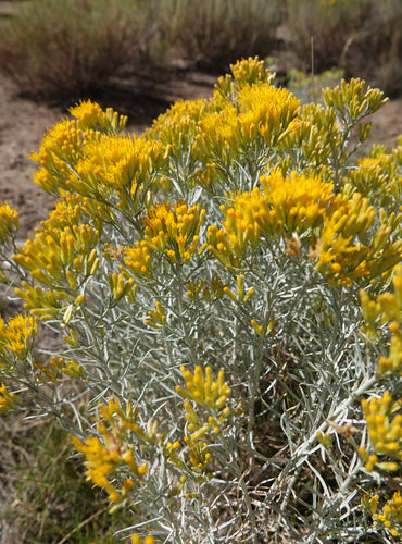 Rabbit Brush