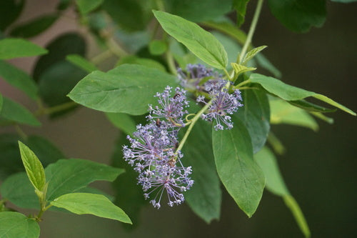 Deerbrush