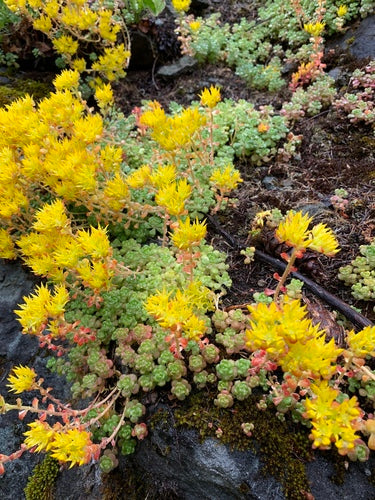 Oregon Stonecrop