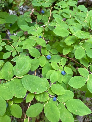 Oval Leaf Huckleberry