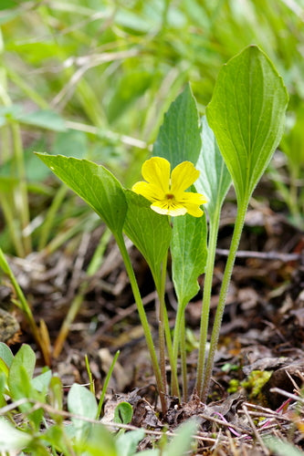 Upland Yellow Violet