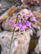Nodding Onion (major)
