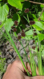 Dagger Leaf Rush