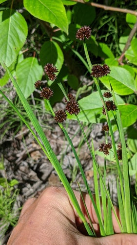 Dagger Leaf Rush