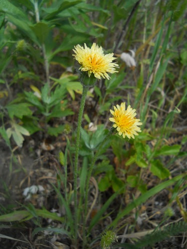 California Dandelion