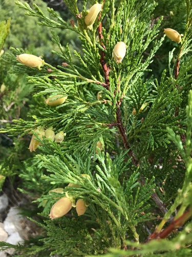 Incense-Cedar