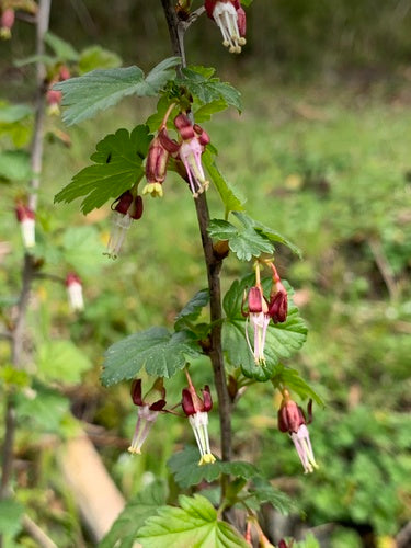 Spreading Gooseberry