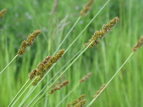Dudley's Sedge