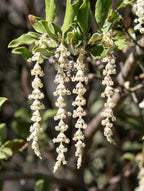 Silk Tassel Tree