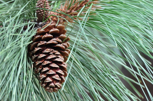 Ponderosa Pine