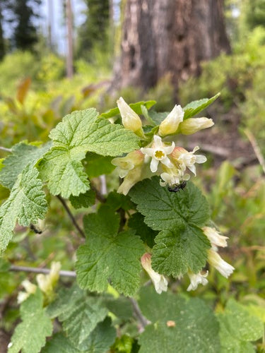 Sticky currant