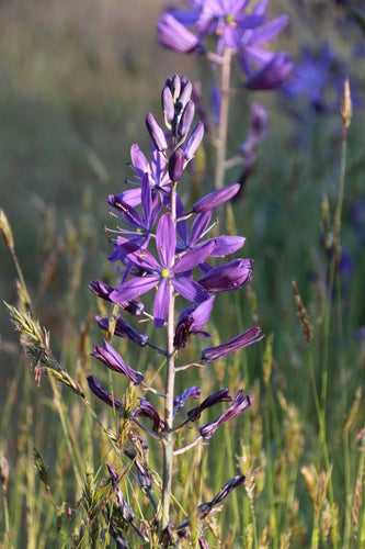 Camas