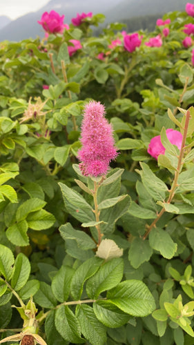 Douglas Spirea