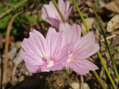 Rose or Dwarf Checkermallow