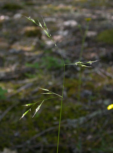 Western Fescue