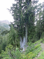 Nootka Cypress