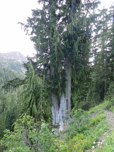 Nootka Cypress