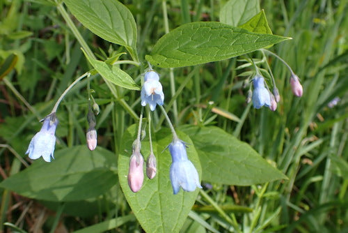 Blue Bells