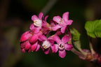 Red Flowering Currant