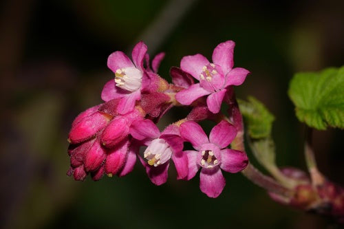 Red Flowering Currant