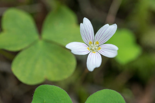 Wood Sorrel