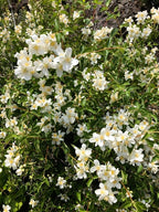 Mock Orange