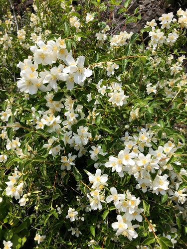 Mock Orange