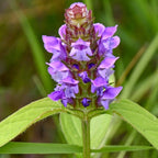 Self Heal