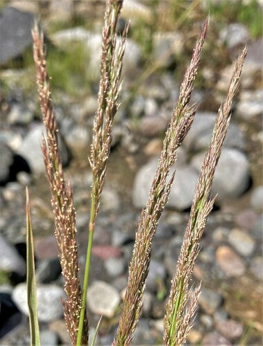 Spike Bentgrass