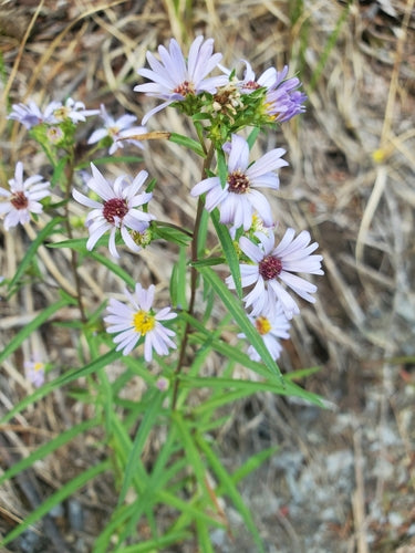Eatons Aster