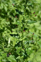 California Figwort