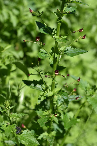 California Figwort