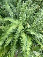 Sword Fern
