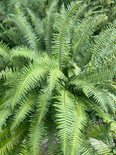 Sword Fern
