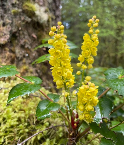 Dull/Dwarf Oregon Grape