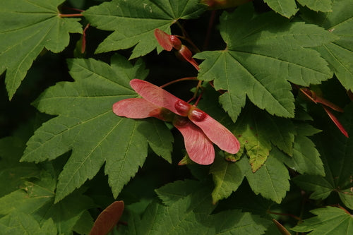 Vine Maple