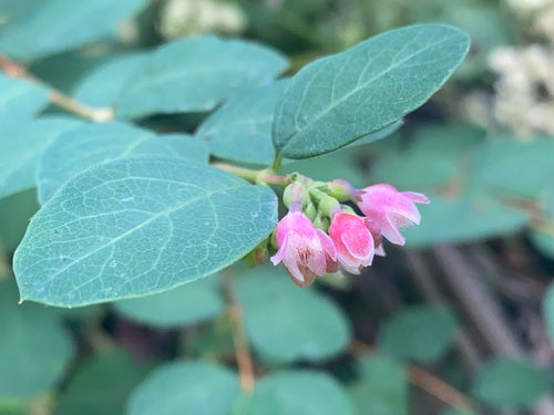 Snowberry