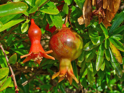 Pomegranate