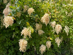 Oceanspray