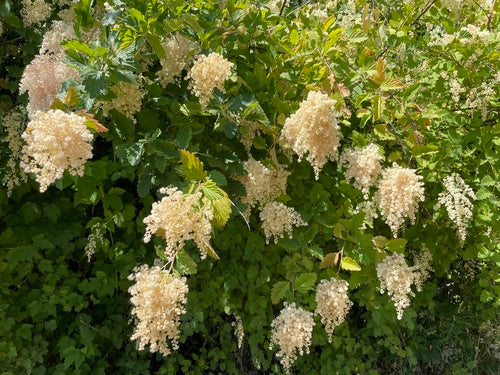 Oceanspray