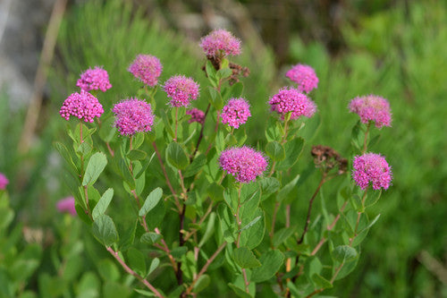 Rose Meadowsweet