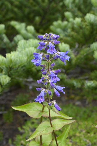 Broad-leaf Penstemon